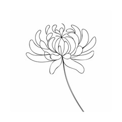 Obraz premium Delicate black line drawing of a chrysanthemum flower