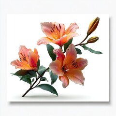 Peach Lilies Branch Studio Shot White Background Floral Art Print
