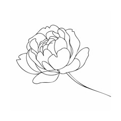Delicate peony bloom line art flower floral