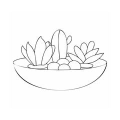 Potted succulents and stones cactus plant
