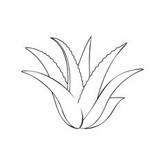 Aloe vera plant outline succulent drawing