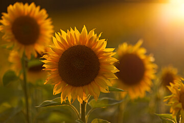 Stunning sunflowers in a field bathed in warm sunlight at sunset. A summer day in agriculture. Ecological concept and cultivated area