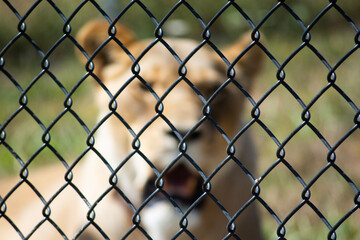Naklejka premium wire mesh fence, lion background out of focus