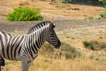 zebra in the grass