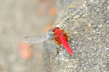 ショウジョウトンボ