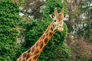 young giraffe stands on the background of trees looking at the camera