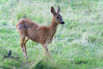 Capreolus capreolus european roe deer female with moulted fur on a field. Nature of Czech republic.