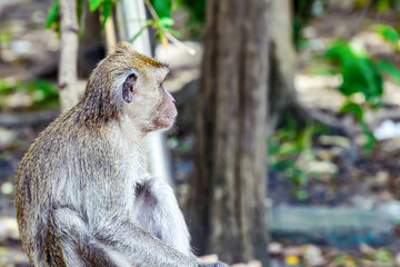 gray macaque thailand sits half-turn looking into the jungle with copy space