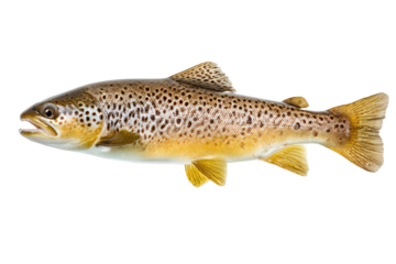 Profile view of a speckled brown trout.  Fish in side view, light tan/brown body, dark brown spots.  Distinct tail and fins.  Isolated on black