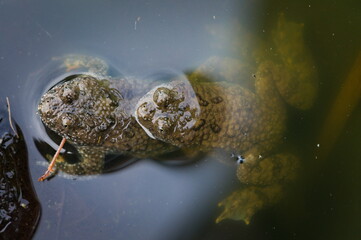 Bombina Variegata aka yellow-bellied toads mating. Amplexus. Threatened species of amphibian in Czech republic. Rare animal.