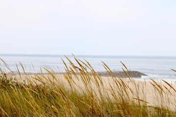 Coastal Serenity: Grasses in the Sea Breeze
Golden beach grasses sway gently in the foreground, framing a tranquil view of the shoreline and calm ocean beyond.