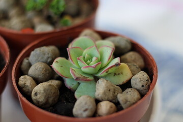 Rosette Charm: Echeveria Succulent in Focus
A delicate echeveria succulent reveals its perfect rosette form, each fleshy leaf edged with a soft blush of pink. 