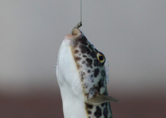 Obraz premium Puffer fish