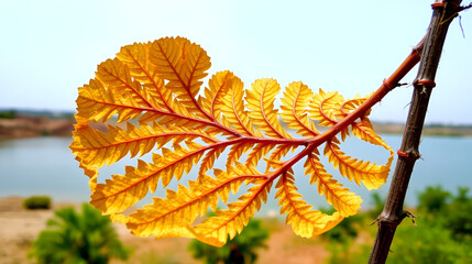 Closeup shot of prosopis juliflora leaf in front of the lake at Wankaner in Gujarat, India. Thorny plant at the arid region of India.