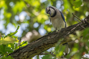 Blue jay perched in a tree, its head cocked at the camera.