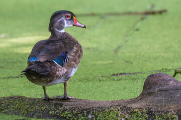 Immature male wood duck perched on a fallen log over a pond covered in algae.