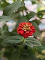 Red zinnia flower