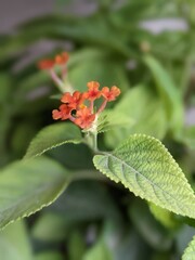  Close-up shot of lantana flowers