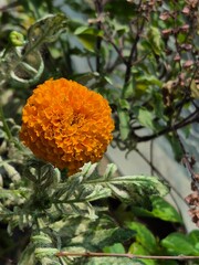 Marigold flower in the garden