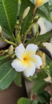 Macro shot of frangipani plumeria flower