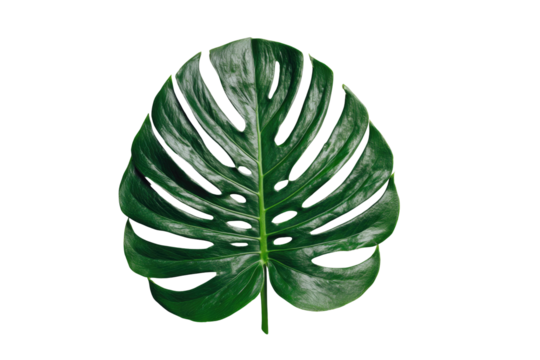 Close-up of a vibrant green monstera leaf against a black background.  Deep green tones and intricate,  lobed edges.  Strong visual focus on the leaf's texture