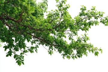 Obraz premium Lush green branches with fresh leaves against white