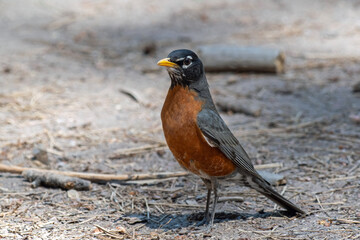 Fototapeta premium American Robin (Turdus migratorius) 