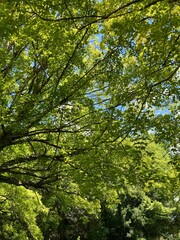 夏の森と空