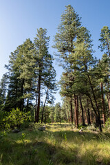 Ponderosa pine forest and meadow