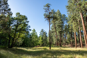 Ponderosa pine forest and meadow