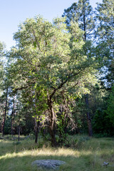 Obraz premium Ponderosa pine forest and meadow