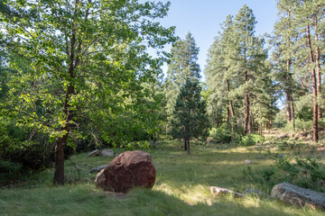 Ponderosa pine forest and meadow