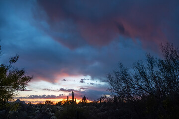 Sonoran Desert Sunset