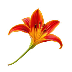 Vibrant Red and Yellow Flower with Petals and Green Stem