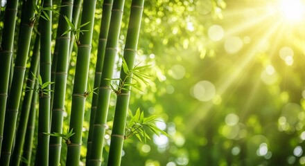Fototapeta premium Serene Bamboo Forest Scene with Sunlight and Bokeh – Tranquil Nature Background
