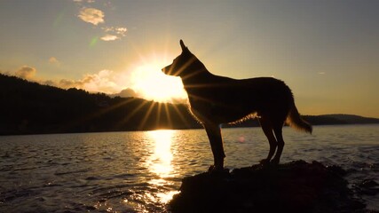 SILHOUETTE, LENS FLARE PORTRAIT: Majestic dog stands on rocky shore against breathtaking golden sunset over calm sea. Rays of setting sun spread outward and cast warm glow around obedient shepherd dog