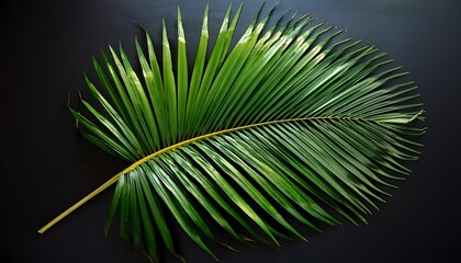 Obraz premium palm tree leaf palm leaf top view green luscious palm leaf flat lay isolated luscious green plant and greenery of palm leaf