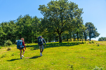 Hikers walking on green meadow in summer day