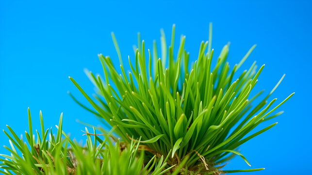 A troublesome annual bluegrass light green in color called poa trivialis