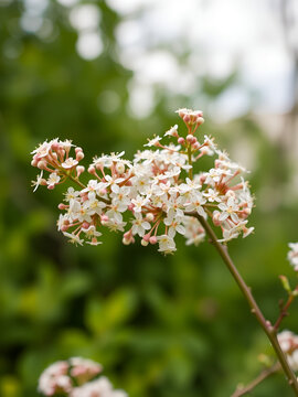 A corymb of spirea blossoms in bloom during spring with a blurred green background on the left side, featured in the right half of the copy space image.