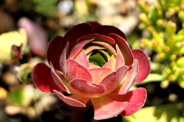 Macro of Colorful Succulent Plant in Sunlight