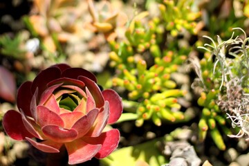 Red Echeveria Succulent Rosette with Green Center &ndash; Close-Up