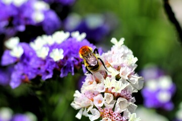 Macro Shot of Bumblebee and Purple-White Sea Lavender Flowers in Summer Garden