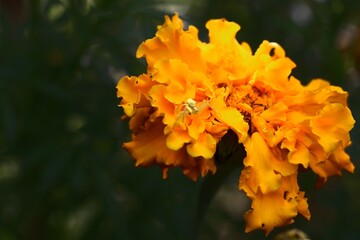 Vivid Yellow Marigold in Bloom &ndash; Close-Up Botanical Flower with Spider