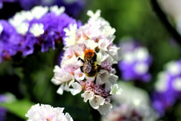Bee Pollination in Blooming Limonium (Statice) &ndash; Vibrant Floral Close-Up