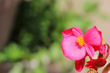 Vivid Pink Begonia Blossom with Yellow Center &ndash; Garden Macro