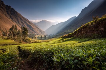 Fototapeta premium Sunlit valley with lush greenery and majestic mountains at dawn