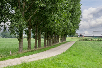 Schmale Straße mit hohen Bäumen
