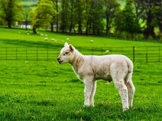 Obraz premium Sheeps on farm in Lake District, Pooley Bridge, Ullswater Lake, Lake District National Park, Cumbria, England