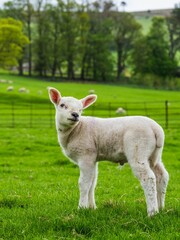 Obraz premium Sheeps on farm in Lake District, Pooley Bridge, Ullswater Lake, Lake District National Park, Cumbria, England